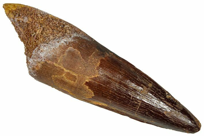Fossil Spinosaurus Tooth - Real Dinosaur Tooth #360127